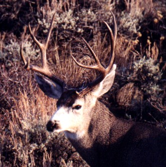 Nice 4x4 buck in rut