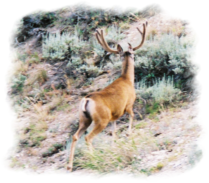 Big Buck- - Picture Fuzzy from Uploading