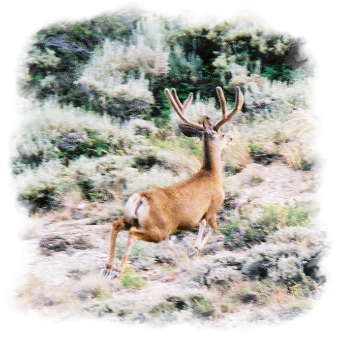 Big Buck- - Picture fuzzy from uploading