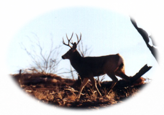 Nice Buck Skylined