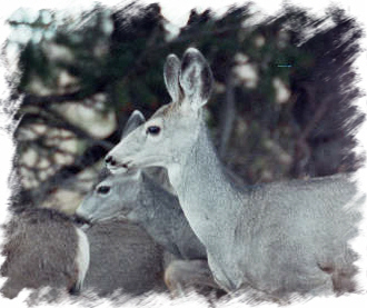 Doe Deer
