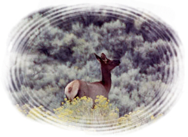 Cow Elk in Sands on 9/01/01