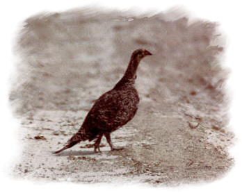 Sage Grouse 9/01/01