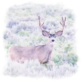 Nice Buck South of RS