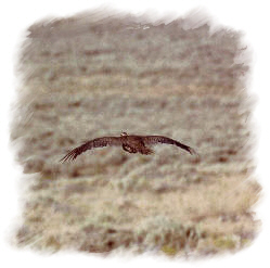 Sage Grouse Flying