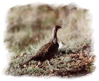 Sage Grouse Walking