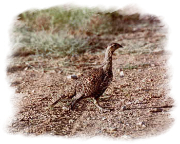 Sage Grouse