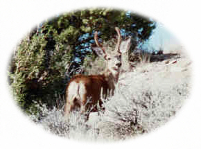 Young Buck