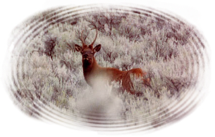 Spike elk